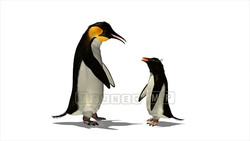 映像CG ペンギン Penguin120421-005