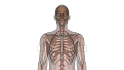 映像CG 人体 Skeleton120221-002